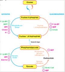 Regulation of glycolysis