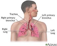 Respiratory organs