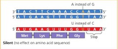 Silent mutation