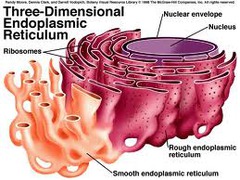 Smooth endoplasmic reticulum (SER)