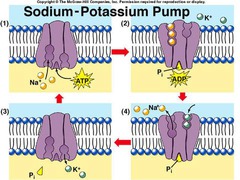 Sodium pump