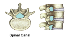 Spinal canal, what (3) things does it contain?