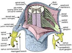 Spinal cord ligaments & meniges