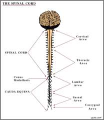 Spinal cord picture, ends at _______neonates and ________ in adults