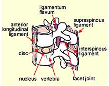 spinal ligaments (picture)