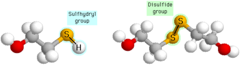 Sulfhydryl Group