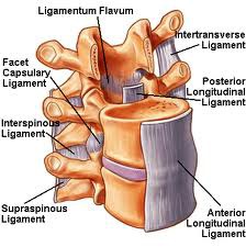 Supraspinous Ligament