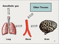 The uptake of anesthetics by tissues has this effect on onset