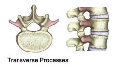 Transverse Processes