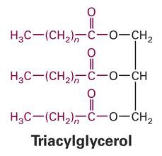triacylglycerol