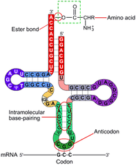 tRNA structure