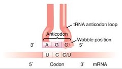 tRNA wobble