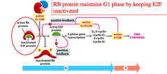 Tumor suppressors (and the cell cycle)