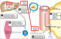 Type of lipoprotein: Chylomicron Function and route? Apolipoproteins?