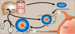 Type of lipoprotein: HDL Function and route? Apolipoproteins?