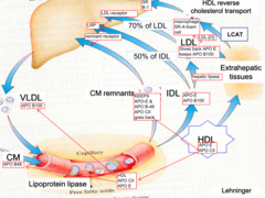 Type of lipoprotein: LDL Function and route? Apolipoproteins?