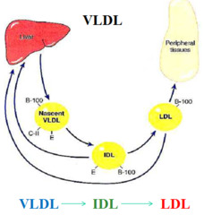 Type of lipoprotein: VLDL Function and route? Apolipoproteins?