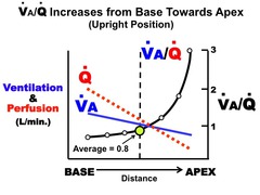 Ventilation and perfusion are maximal at what part of the lungs?