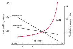 Ventilation/Perfusion throughout the lung