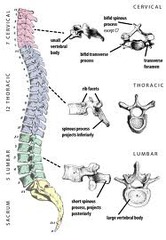 Vertebral Column