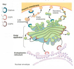 Vesicular trafficking proteins: *Clathrin*