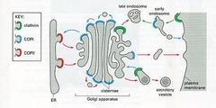 Vesicular trafficking proteins: *COPII*