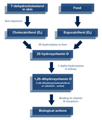 Vitamin D: forms?