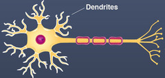 What are dendrites, where are they located, and what are their functions?