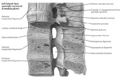 What are the 4 major structural ligaments of the spinal column?