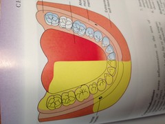 What areas do the IANB anesthetize?