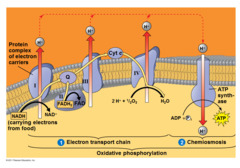 What does the ETC do, and how does it relate to oxidative phosphorylation?