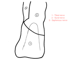 What does the tibial nerve supply?