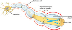 What is saltatory conduction?