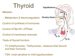 what is the functional purpose of the thyroid