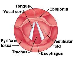 What is the narrowest part of the adult airway?