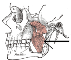 What muscle is penetrated during the inferior alveolar nerve block?