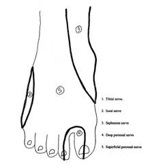 Where does the deep peroneal nerve enter the ankle?
