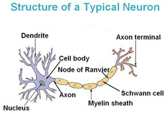 Where is the axon located and what are their functions?