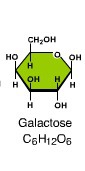 Which monosaccharide combines with glucose to form lactose, the disaccharide in milk