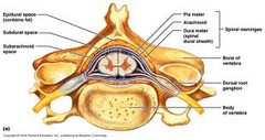 Which three spinal ligaments are of special interest to the anesthetist?