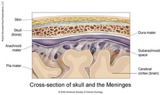 3 Layers of Meninges