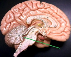 4th ventricle