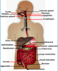 Amt of fluid in GI tract that is oral, salivary, gastric, pancreatic/biliary/small intestines