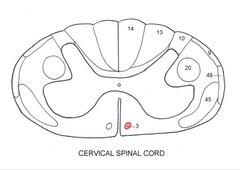 Anterior Corticospinal Tract