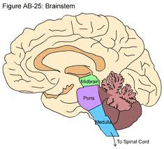 Brainstem Parts