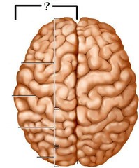 Cerebral hemisphere