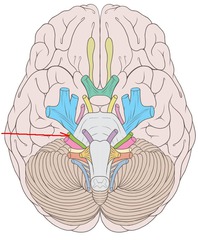 CNVII-7