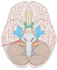 CNVIII-8