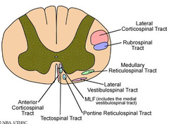 Descending Tracts of Spinal Cord