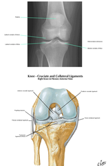 Describe the anatomy of knee
